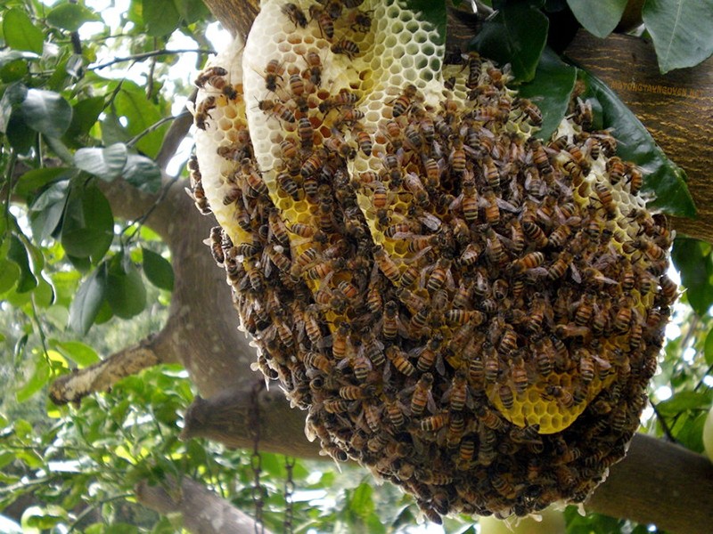 Lưu ý khi bảo quản mật ong rừng 