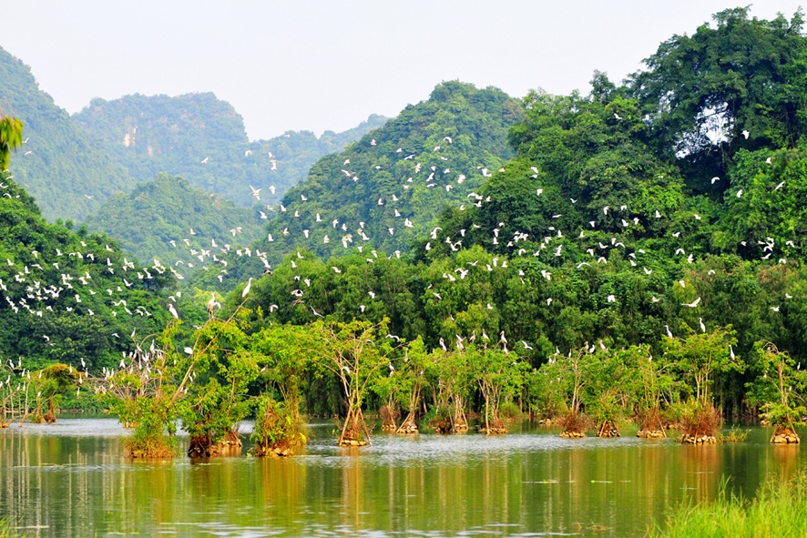 Giới thiệu vườn chim Thung Nham Ninh Bình