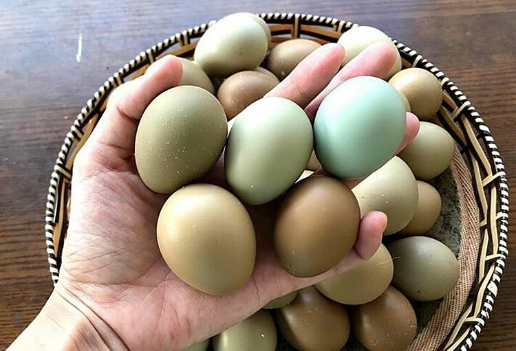 Dinh dưỡng tuyệt vời trong trứng chim trĩ