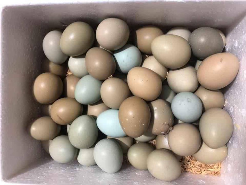 Bài thuốc sử dụng trứng chim trĩ
