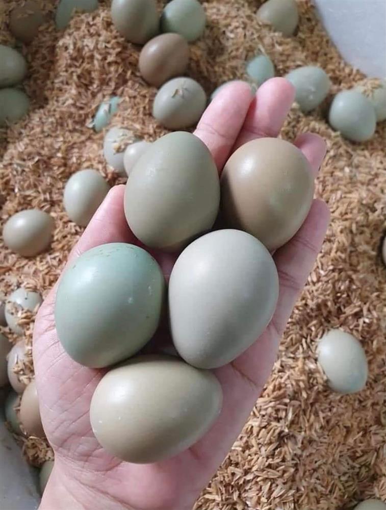 Cách làm trứng chim trĩ ngâm rượu
