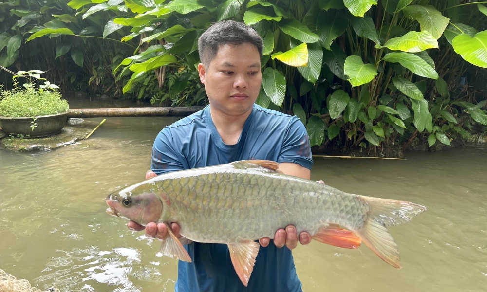 Giới thiệu về Cá Bỗng - cá thần Thanh Hóa