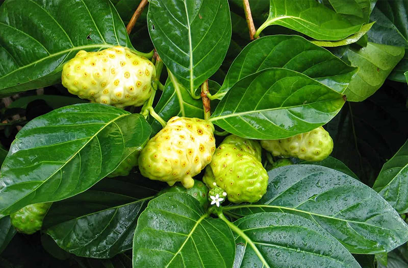 Những lợi ích tuyệt vời của quả nhàu