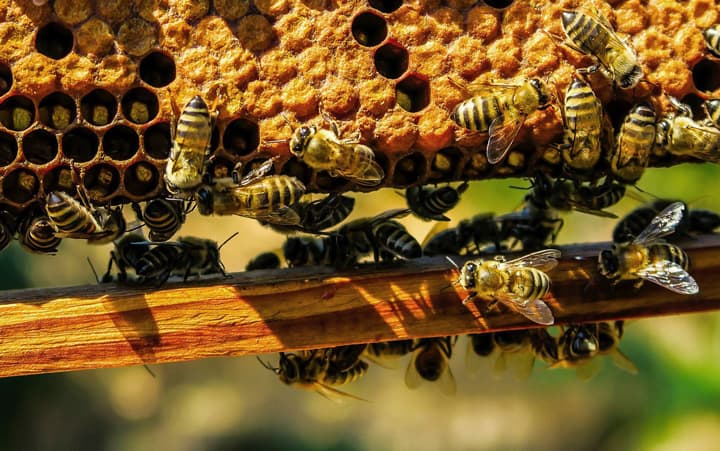 Ăn và cảm nhận mật ong