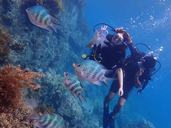 Vịnh San Hô nhiều loài sinh vật biển quý như san hô, hải quỳ