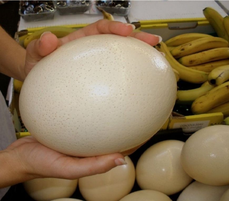 Trứng đà điểu - 350k/quả