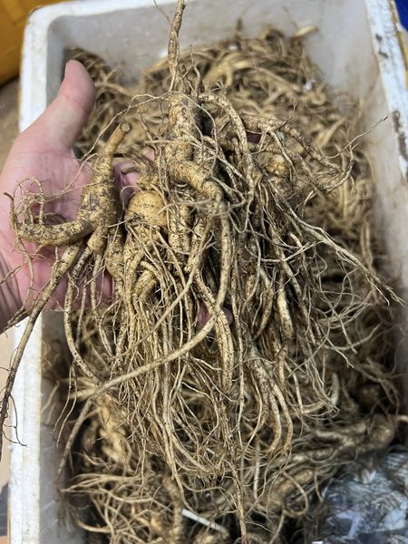 Giới thiệu về rễ sâm trường bạch khô 