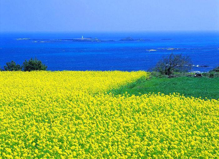 đảo Cheju
